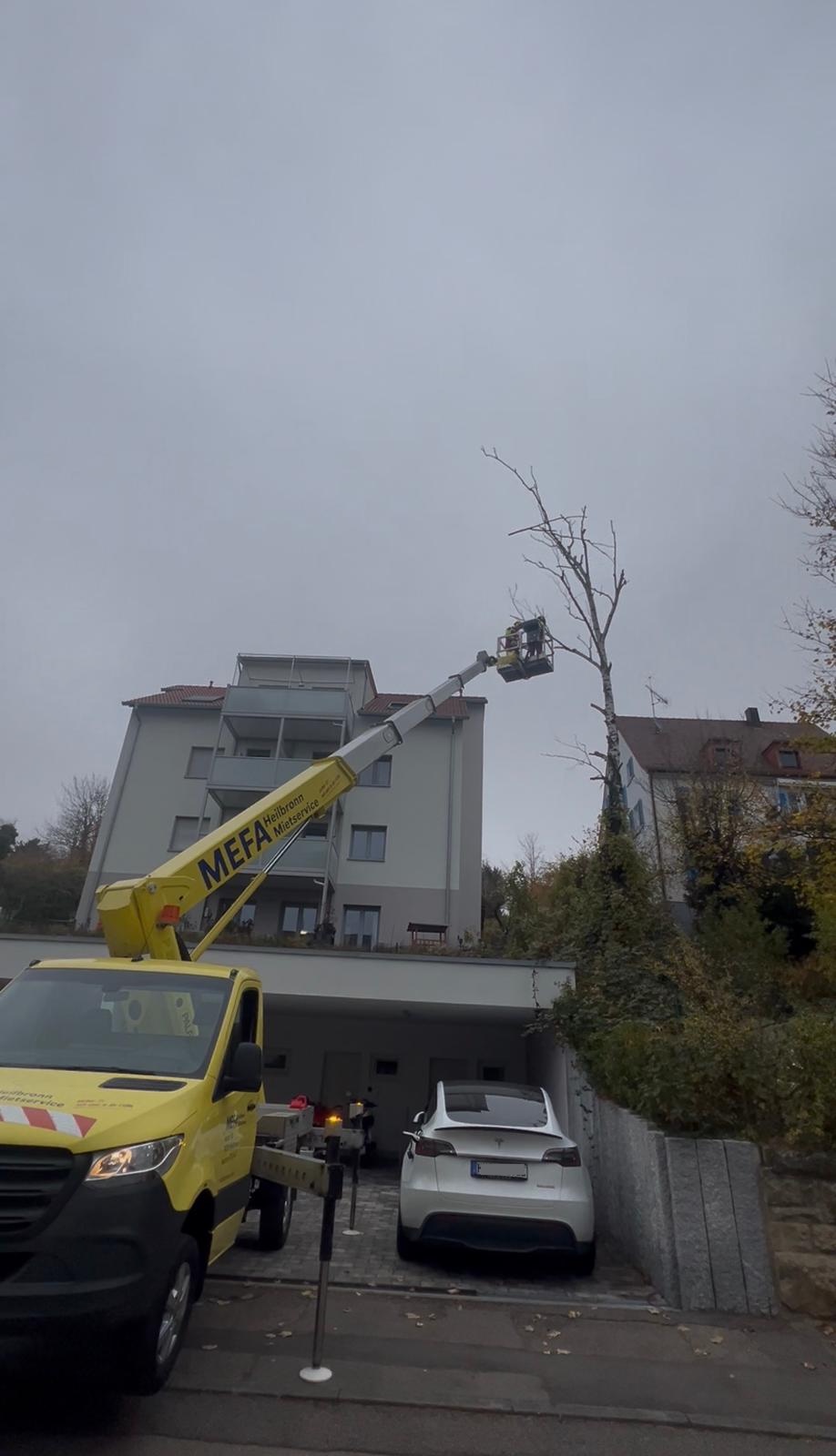 Baumfällungen