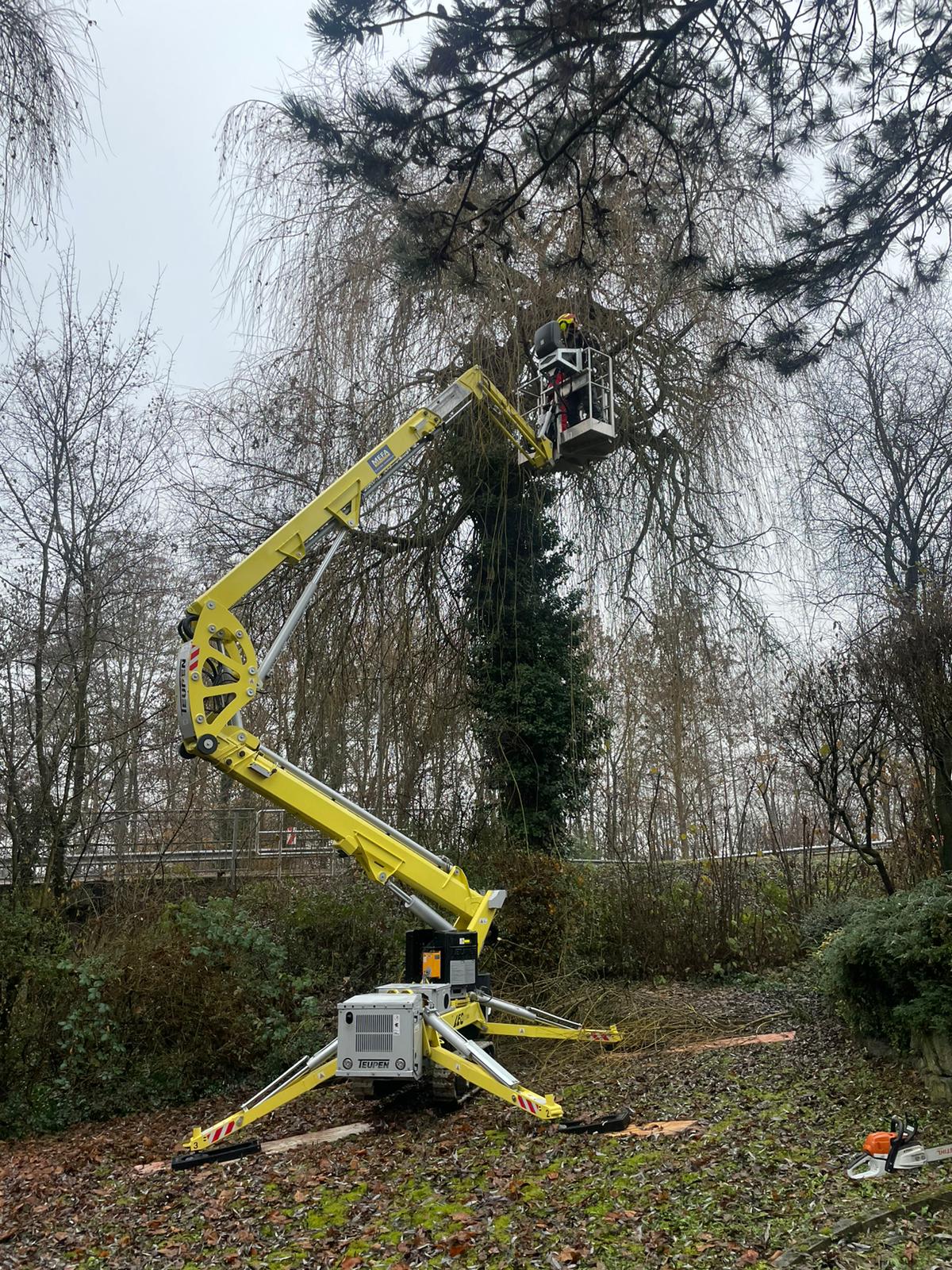 Baumfällungen